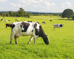 Cow